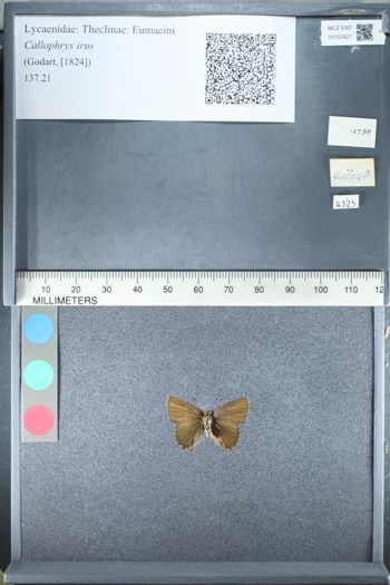 Media type: image;   Entomology 152427